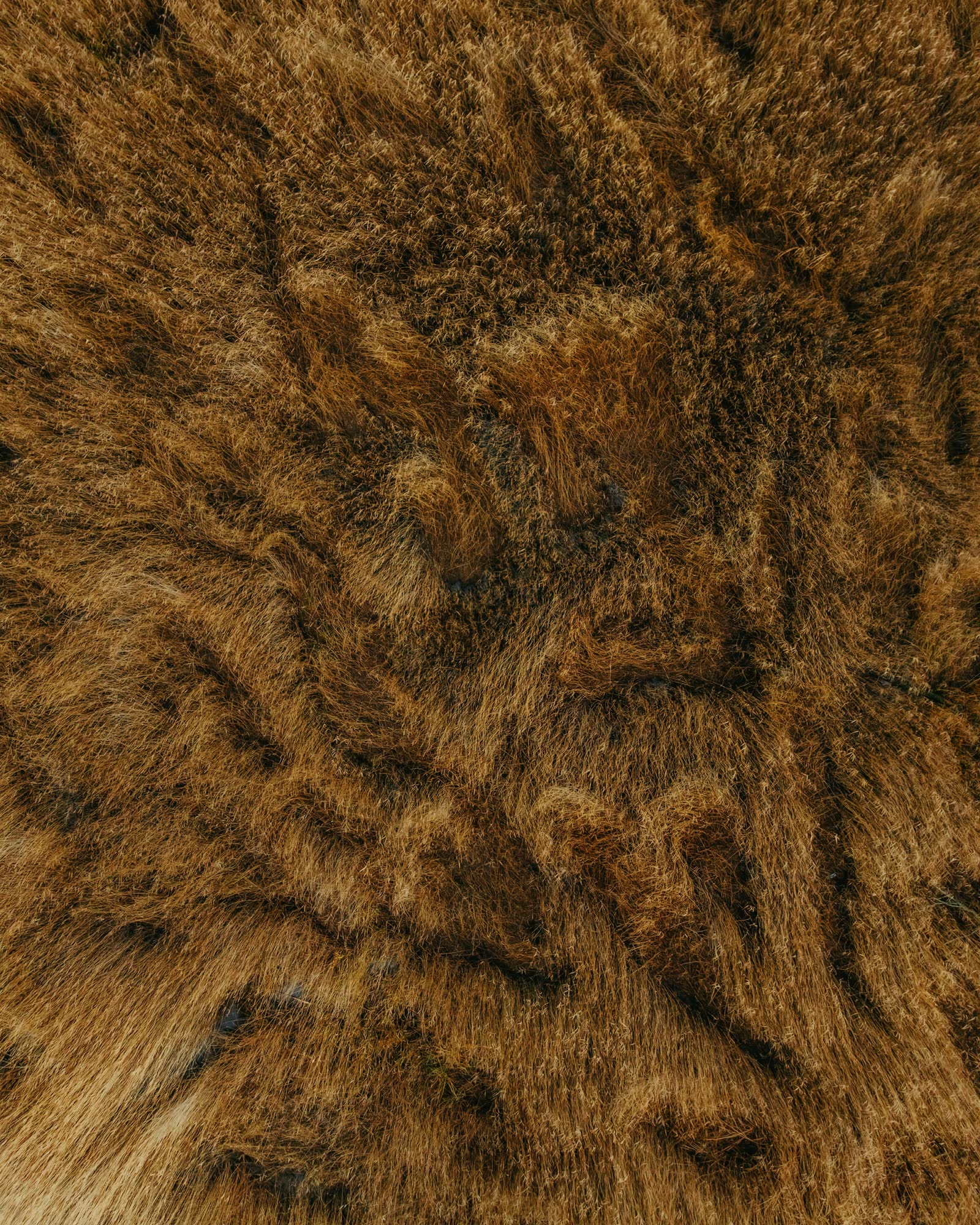Tawny animal fur