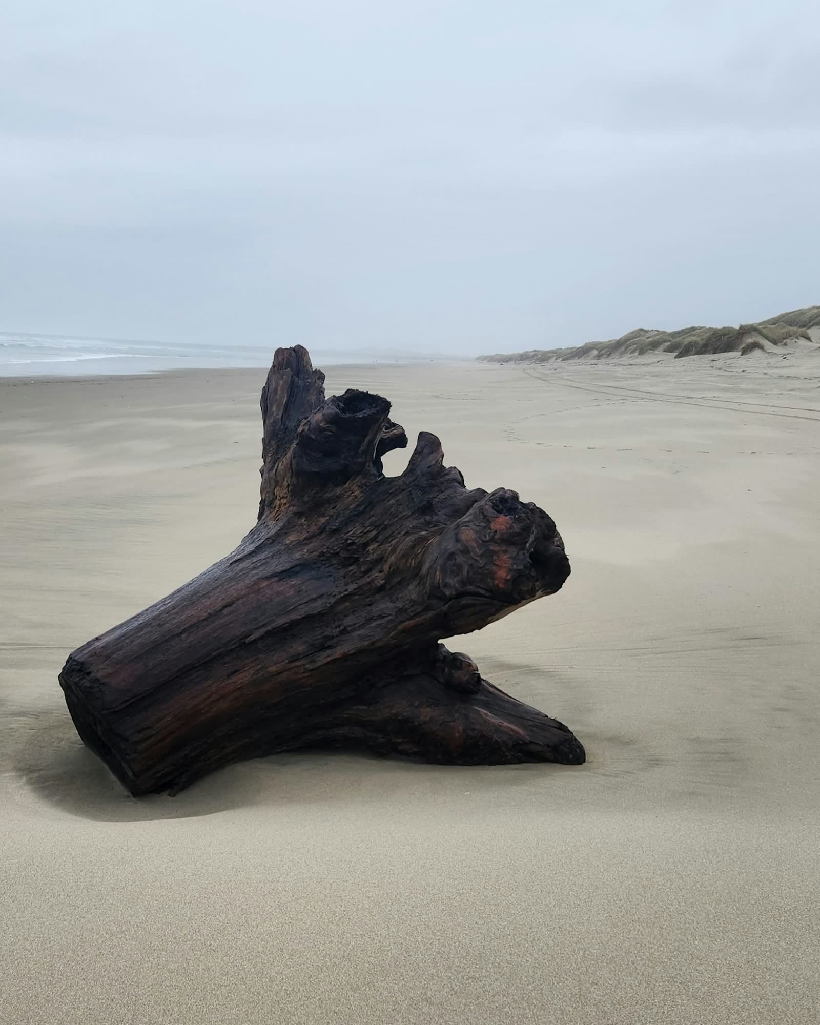 A length of driftwood